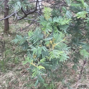 Acacia mearnsii at Jerrabomberra, ACT - 18 Aug 2022 11:43 AM