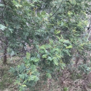 Acacia mearnsii at Jerrabomberra, ACT - 18 Aug 2022