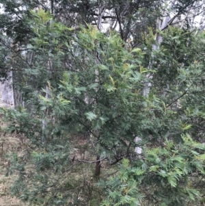 Acacia mearnsii at Jerrabomberra, ACT - 18 Aug 2022 11:43 AM