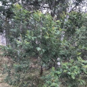 Acacia mearnsii at Jerrabomberra, ACT - 18 Aug 2022