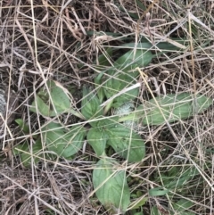 Echium plantagineum (Paterson's Curse) at Mount Mugga Mugga - 18 Aug 2022 by Tapirlord