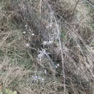 Carthamus lanatus at Red Hill, ACT - 18 Aug 2022 11:40 AM