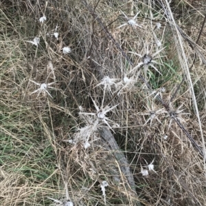 Carthamus lanatus at Red Hill, ACT - 18 Aug 2022