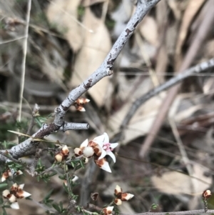 Cryptandra speciosa subsp. speciosa at Jerrabomberra, ACT - 18 Aug 2022