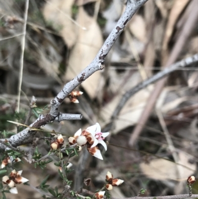 Cryptandra speciosa subsp. speciosa (Silky Cryptandra) at Jerrabomberra, ACT - 18 Aug 2022 by Tapirlord