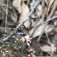 Cryptandra speciosa subsp. speciosa (Silky Cryptandra) at Mount Mugga Mugga - 18 Aug 2022 by Tapirlord