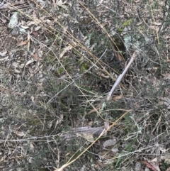 Cryptandra speciosa subsp. speciosa at Jerrabomberra, ACT - 18 Aug 2022