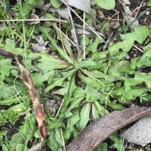 Hypochaeris radicata at Jerrabomberra, ACT - 18 Aug 2022