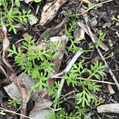 Cotula australis (Common Cotula, Carrot Weed) at Red Hill, ACT - 18 Aug 2022 by Tapirlord