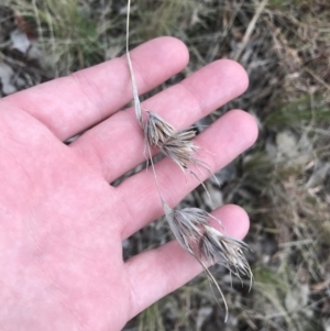 Themeda triandra at Red Hill, ACT - 18 Aug 2022 11:37 AM