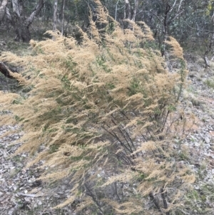 Cassinia sifton at Red Hill, ACT - 18 Aug 2022 11:36 AM