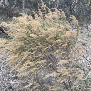 Cassinia sifton at Red Hill, ACT - 18 Aug 2022