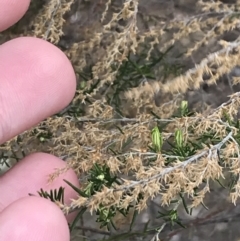 Cassinia sifton at Red Hill, ACT - 18 Aug 2022