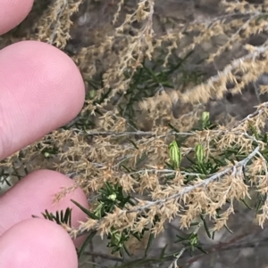 Cassinia sifton at Red Hill, ACT - 18 Aug 2022 11:36 AM