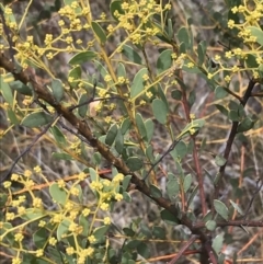 Acacia buxifolia subsp. buxifolia (Box-leaf Wattle) at Mount Mugga Mugga - 18 Aug 2022 by Tapirlord