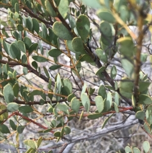 Acacia buxifolia subsp. buxifolia at Red Hill, ACT - 18 Aug 2022