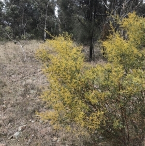 Acacia buxifolia subsp. buxifolia at Red Hill, ACT - 18 Aug 2022