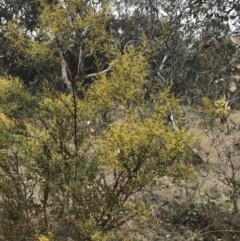 Acacia buxifolia subsp. buxifolia at Red Hill, ACT - 18 Aug 2022