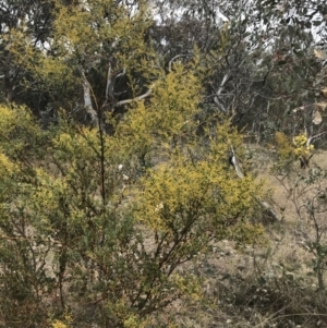 Acacia buxifolia subsp. buxifolia at Red Hill, ACT - 18 Aug 2022