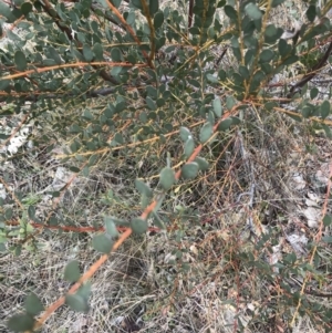 Acacia buxifolia subsp. buxifolia at Red Hill, ACT - 18 Aug 2022