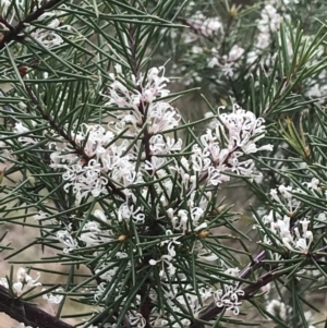 Hakea decurrens subsp. decurrens at Red Hill, ACT - 18 Aug 2022