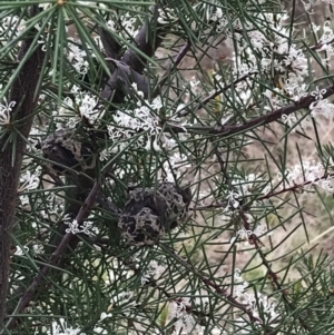 Hakea decurrens subsp. decurrens at Red Hill, ACT - 18 Aug 2022