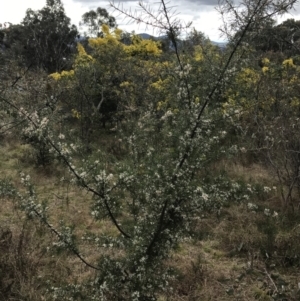 Hakea decurrens subsp. decurrens at Red Hill, ACT - 18 Aug 2022