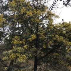 Acacia baileyana (Cootamundra Wattle, Golden Mimosa) at Mount Mugga Mugga - 18 Aug 2022 by Tapirlord