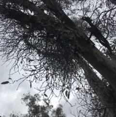 Muellerina eucalyptoides (Creeping Mistletoe) at Mount Mugga Mugga - 18 Aug 2022 by Tapirlord