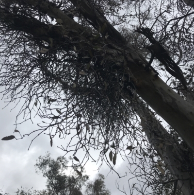 Muellerina eucalyptoides (Creeping Mistletoe) at Jerrabomberra, ACT - 18 Aug 2022 by Tapirlord