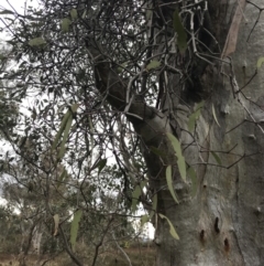 Muellerina eucalyptoides at Jerrabomberra, ACT - 18 Aug 2022