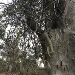 Muellerina eucalyptoides at Jerrabomberra, ACT - 18 Aug 2022 11:32 AM