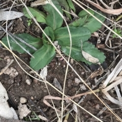 Solenogyne dominii (Smooth Solenogyne) at Jerrabomberra, ACT - 18 Aug 2022 by Tapirlord