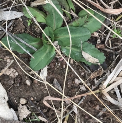 Solenogyne dominii (Smooth Solenogyne) at Jerrabomberra, ACT - 18 Aug 2022 by Tapirlord