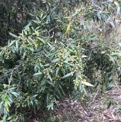 Olea europaea subsp. cuspidata (African Olive) at Jerrabomberra, ACT - 18 Aug 2022 by Tapirlord