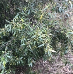 Olea europaea subsp. cuspidata (African Olive) at Jerrabomberra, ACT - 18 Aug 2022 by Tapirlord
