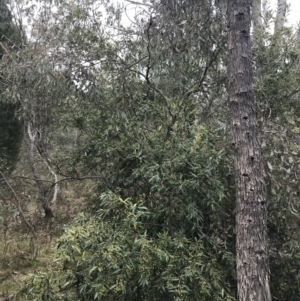 Olea europaea subsp. cuspidata at Jerrabomberra, ACT - 18 Aug 2022