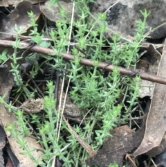 Galium gaudichaudii subsp. gaudichaudii (Rough Bedstraw) at Jerrabomberra, ACT - 18 Aug 2022 by Tapirlord