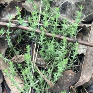 Galium gaudichaudii subsp. gaudichaudii at Jerrabomberra, ACT - 18 Aug 2022 11:28 AM