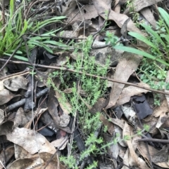 Galium gaudichaudii subsp. gaudichaudii at Jerrabomberra, ACT - 18 Aug 2022 11:28 AM