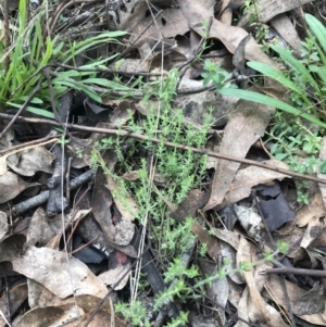 Galium gaudichaudii subsp. gaudichaudii at Jerrabomberra, ACT - 18 Aug 2022 11:28 AM