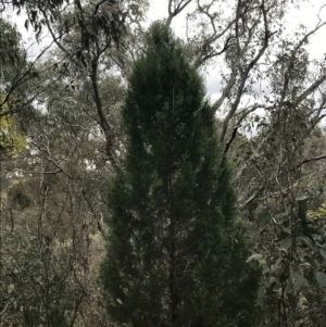 Callitris endlicheri at Jerrabomberra, ACT - 18 Aug 2022