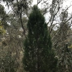 Callitris endlicheri (Black Cypress Pine) at Jerrabomberra, ACT - 18 Aug 2022 by Tapirlord