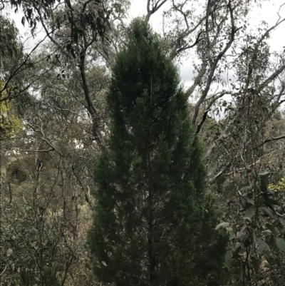 Callitris endlicheri (Black Cypress Pine) at Mount Mugga Mugga - 18 Aug 2022 by Tapirlord