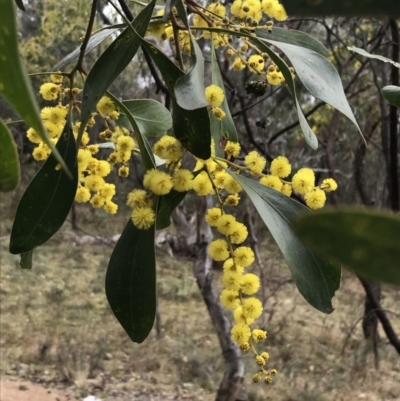 Acacia pycnantha (Golden Wattle) at Jerrabomberra, ACT - 18 Aug 2022 by Tapirlord