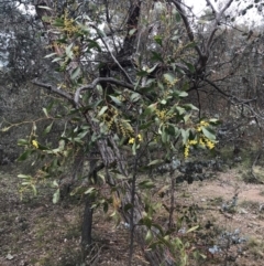 Acacia pycnantha at Jerrabomberra, ACT - 18 Aug 2022