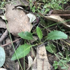 Goodenia hederacea subsp. hederacea (Ivy Goodenia, Forest Goodenia) at Narrabundah, ACT - 18 Aug 2022 by Tapirlord