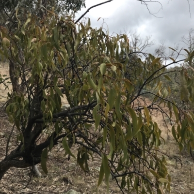 Amyema miquelii (Box Mistletoe) at Mount Mugga Mugga - 18 Aug 2022 by Tapirlord