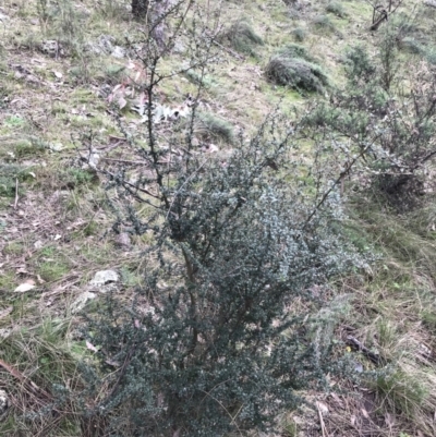 Bursaria spinosa (Native Blackthorn, Sweet Bursaria) at Mount Mugga Mugga - 18 Aug 2022 by Tapirlord