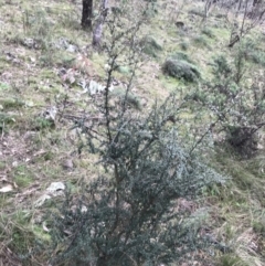 Bursaria spinosa at Jerrabomberra, ACT - 18 Aug 2022